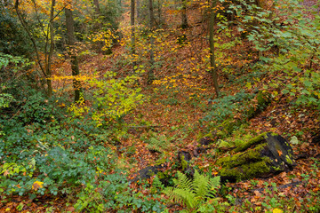 Herbstlaub im Wald
