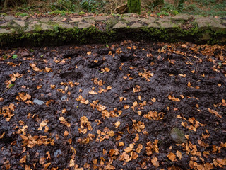 Muddy path in a forest park with brown leafs on the ground.