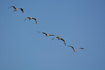 Gray Heron (Ardea cinerea)