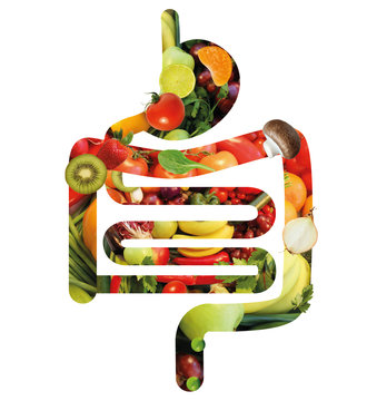 Verdauungstrakt aus Obst und Gem&uuml;se
