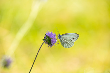 Butterfly on baeatiful flower