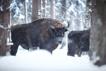 European bison in the beautiful white forest during winter time, bison bonasus, european animals, prehistoric creature, zidlov nature reserve in czech republic © photocech