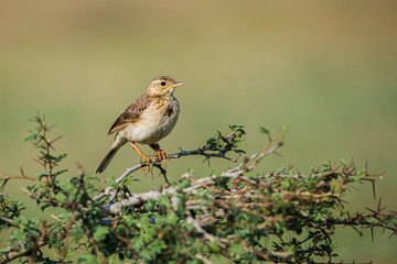 Bird lark sitting on tree
