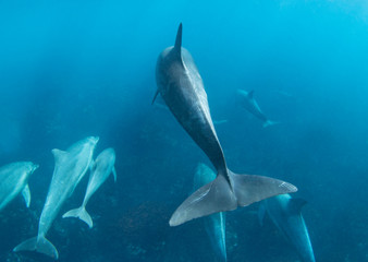 wildlife dolphins underwater photography