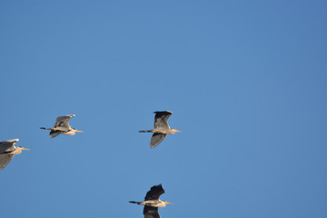 Gray Heron (Ardea cinerea)