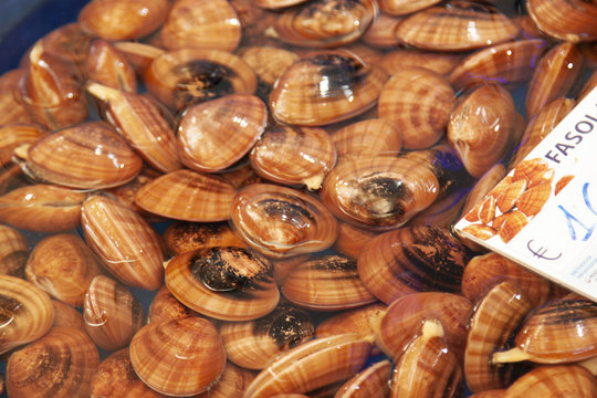 vario pesce di mare esposto al mercato del pesce
