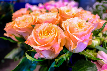 pink rose flower  in the garden, romantic Valentine's day