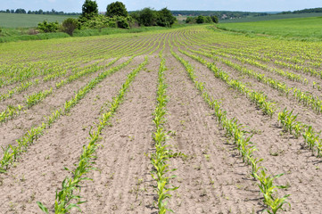 Fototapeta na wymiar Young corn using herbicides is protected from weeds