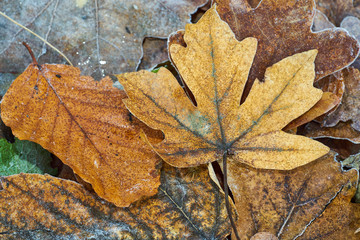  Nahaufnahme von buntem Herbstlaub mit Reif und Eiskristallen vom ersten Frost