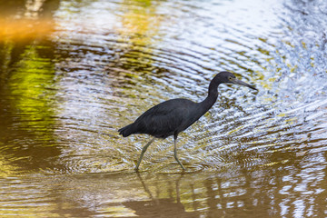 Blue Heron, feet in the water, Cahuita National Park, Costa Rica