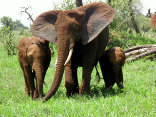 Fototapeta na wymiar elephants in africa