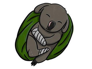 The injury koalas receive care and wrapped with green cloth, isolated on a white background.