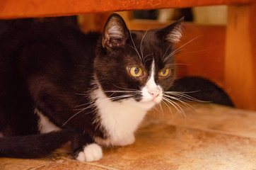 black-and-white cat sits on the floor under the table and stares intently at one point