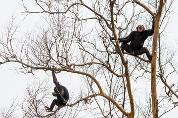 Two Black gorillas on tree branches