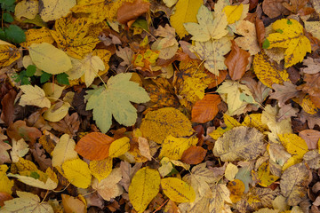 Herbstlaub im Wald