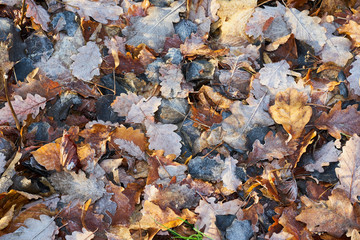 Buntes Herbstlaub mit Eiskristallen vom ersten Frost