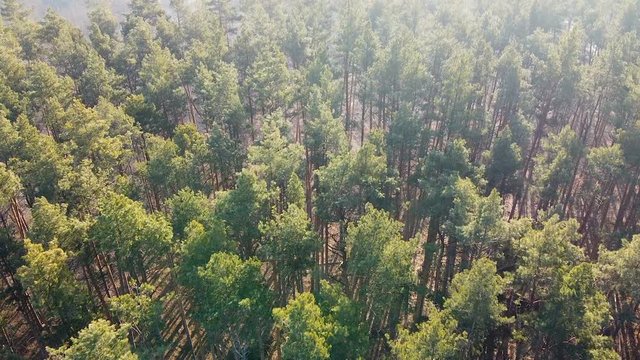 Top view of coniferous forest, beautiful morning sun on pine trees natural wood