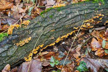 Nahaufnahme von buntem Herbstlaub auf einem Baumstamm mit Moos und Baumpilzen