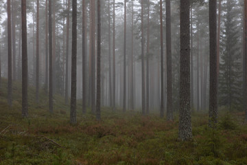 swedish foggy pine forest