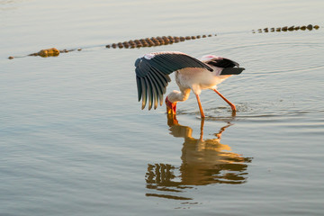 yellow billed stork feeding with crocodile