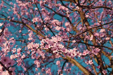 Beautiful floral spring background with cherry blossoms.