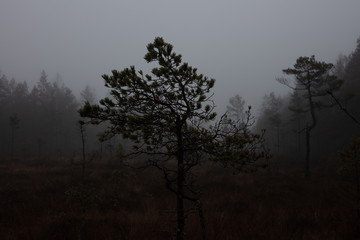 misty forest in sweden