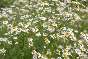daisy garden flower. Natural background of flowers German chamomile. Matricaria chamomilla. Herbal alternative medicine.