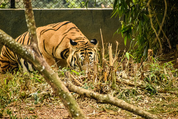 tiger in zoo