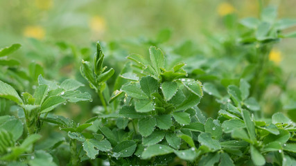 young green leaves in the morning dew or wet from raindrops