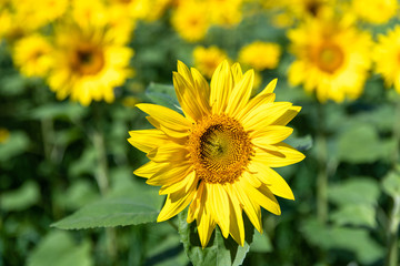 美しい　ひまわりの花　北海道