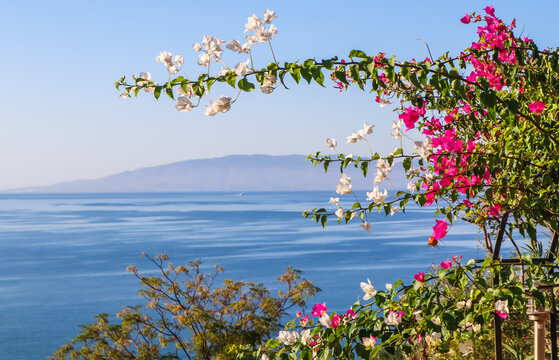 Purple bougainvillea flowers on the background of the sea and the island