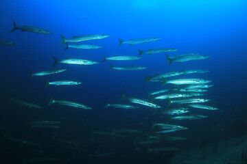 Barracuda fish 