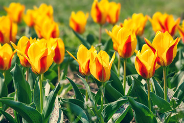 Field of yellow tulips in flower garden