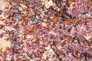 Pink cherry blossom, spring outdoor background