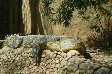 Close up alligator crocodile in wildlife