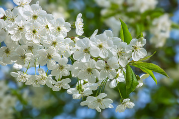 Obraz premium White cherry blossom, spring outdoor background