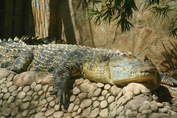 Close up alligator crocodile in wildlife