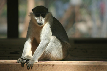 new world monkey resting during the day
