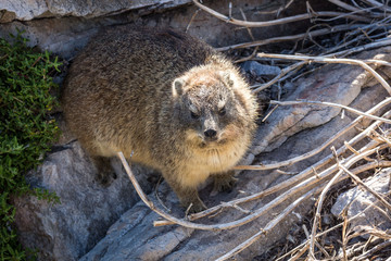 Close up of a dassie, looking grumpy, coast of South Africa