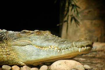 Close up alligator crocodile in wildlife