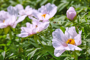 White peony bush, landscape design, outdoor background