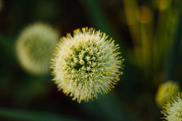Blooming green onions in the garden. Country harvest
