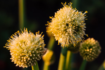 Blooming green onions in the garden. Country harvest