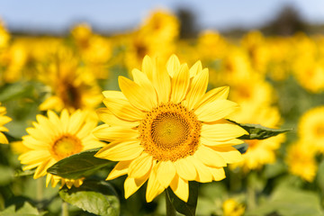 美しい　ひまわりの花　北海道