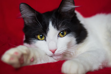 A clean and well-groomed cat with yellow-green eyes lies on a red background. Black white