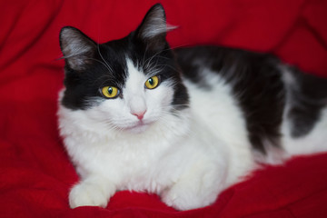A clean and well-groomed cat with yellow-green eyes lies on a red background. Black white