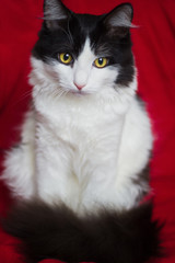 A black and white cat sits on a red background.