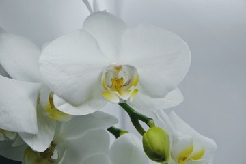 Fototapeta na wymiar White orchid flowers on the gray background. Phalaenopsis, orchid blossom