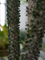 アローディア・アスケンデンス