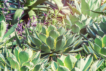 Fototapeta premium Sharp pointed agave plant leaves